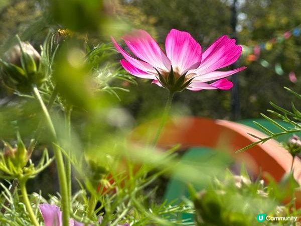 香港好去處 | 賞花 | 維園花展 | 秋英 (下)