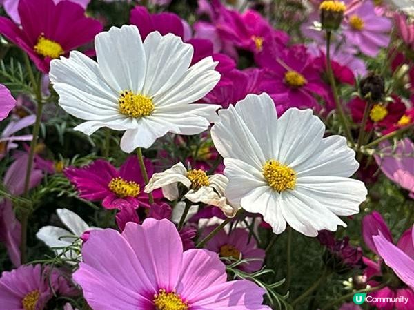 香港好去處 | 賞花 | 維園花展 | 秋英 (下)