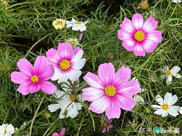 香港好去處 | 賞花 | 維園花展 | 秋英 (下)