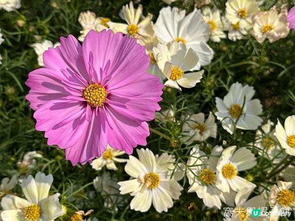 香港好去處 | 賞花 | 維園花展 | 秋英 (下)