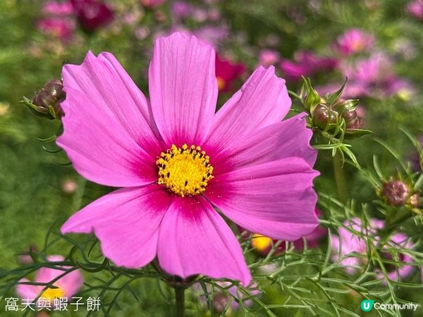 香港好去處 | 賞花 | 維園花展 | 秋英 (下)