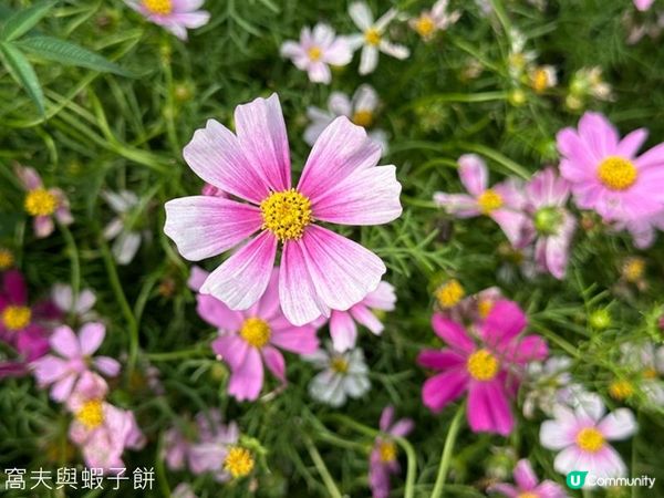 香港好去處 | 賞花 | 維園花展 | 秋英 (下)
