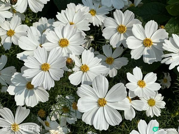 香港好去處 | 賞花 | 維園花展 | 秋英 (下)