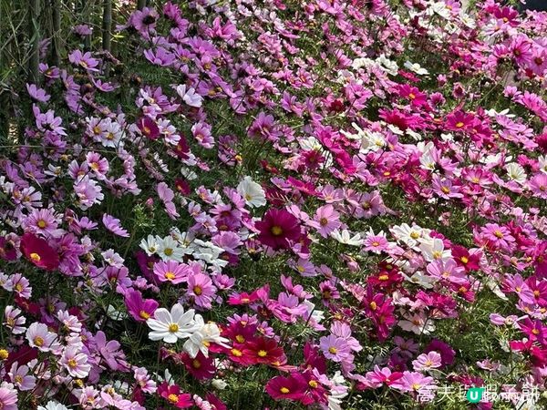 香港好去處 | 賞花 | 維園花展 | 秋英 (下)