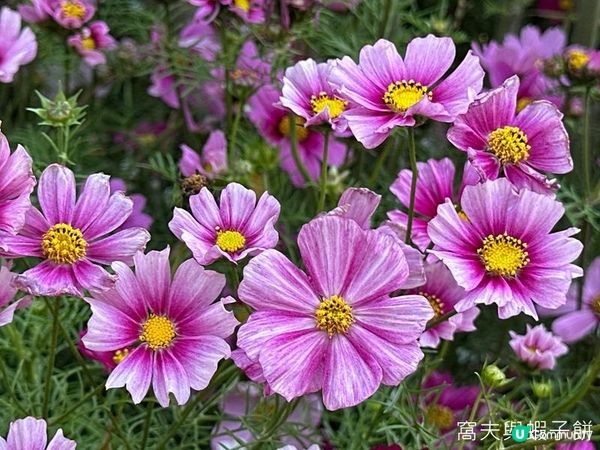 香港好去處 | 賞花 | 維園花展 | 秋英 (下)