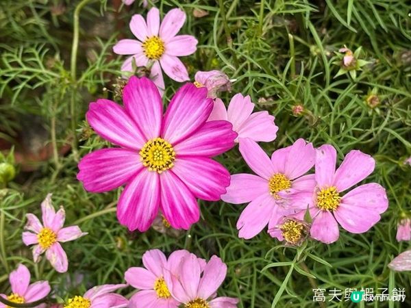 香港好去處 | 賞花 | 維園花展 | 秋英 (下)