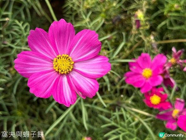 香港好去處 | 賞花 | 維園花展 | 秋英 (下)