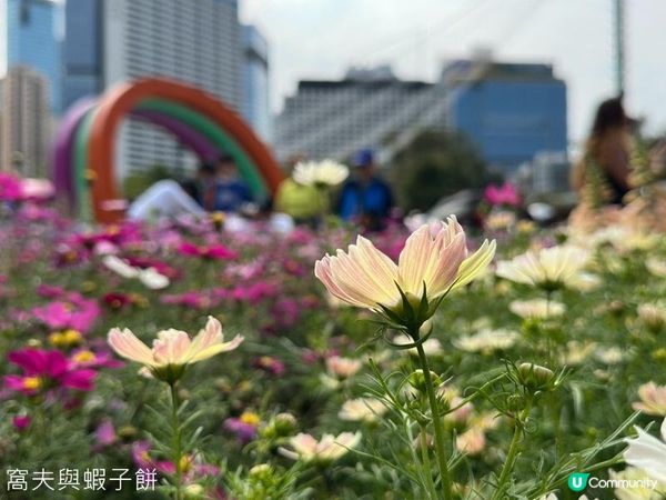 香港好去處 | 賞花 | 維園花展 | 秋英 (下)