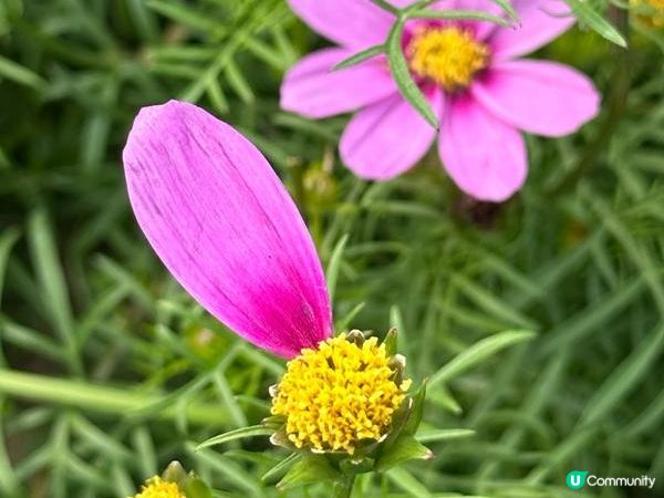 香港好去處 | 賞花 | 維園花展 | 秋英 (下)