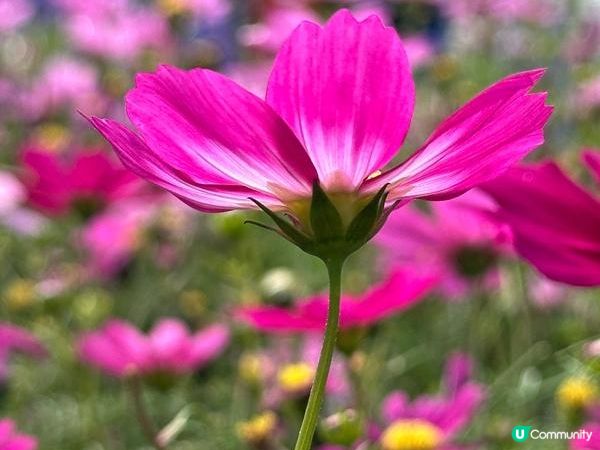 香港好去處 | 賞花 | 維園花展 | 秋英 (下)