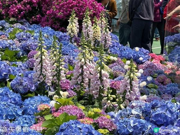 香港好去處 | 賞花 | 維園花展 | 繡球花