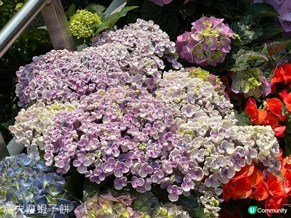 香港好去處 | 賞花 | 維園花展 | 繡球花