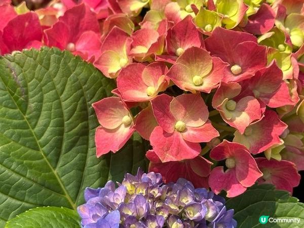 香港好去處 | 賞花 | 維園花展 | 繡球花