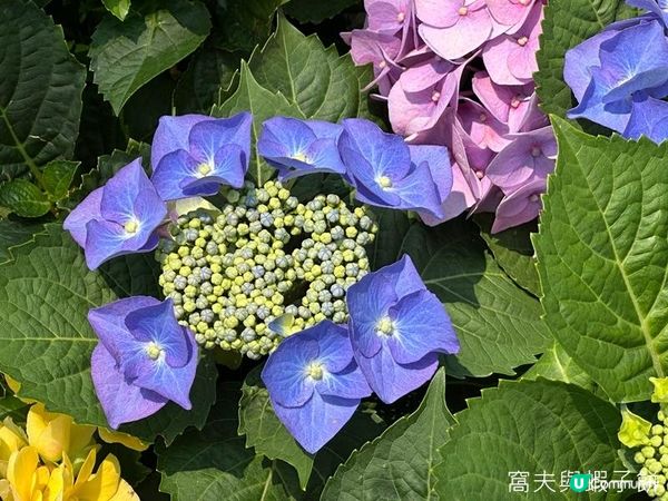 香港好去處 | 賞花 | 維園花展 | 繡球花