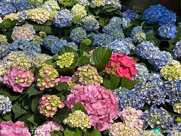 香港好去處 | 賞花 | 維園花展 | 繡球花