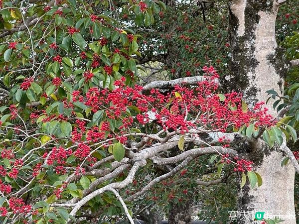 日本關西廣域八天之旅 | 岡山 | 岡山城