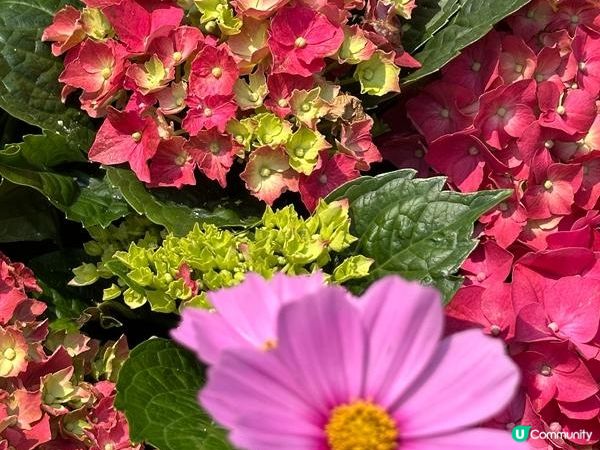 香港好去處 | 賞花 | 維園花展 | 繡球花
