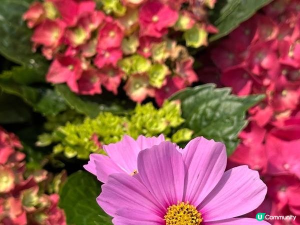 香港好去處 | 賞花 | 維園花展 | 繡球花