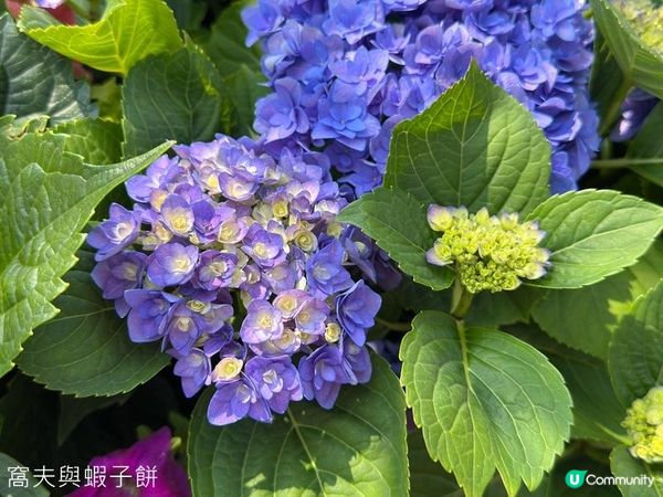 香港好去處 | 賞花 | 維園花展 | 繡球花