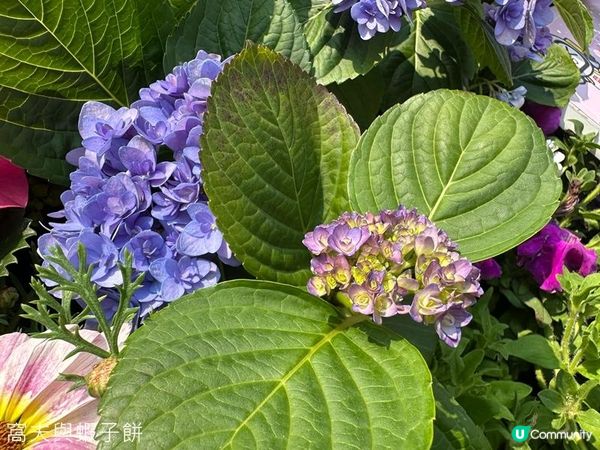 香港好去處 | 賞花 | 維園花展 | 繡球花