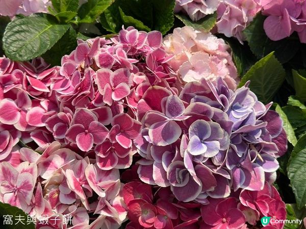 香港好去處 | 賞花 | 維園花展 | 繡球花