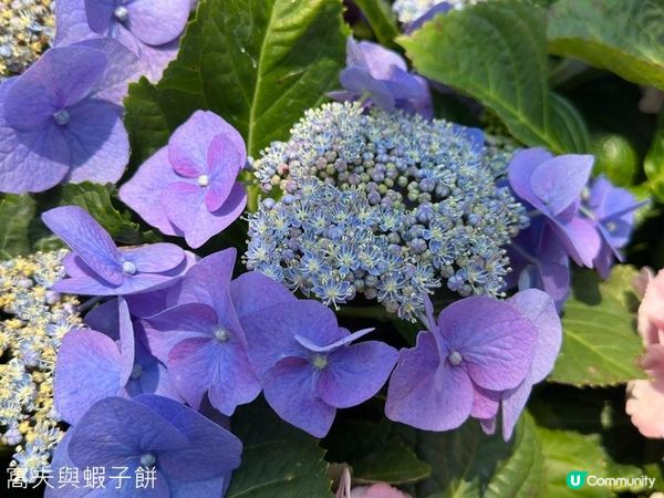 香港好去處 | 賞花 | 維園花展 | 繡球花