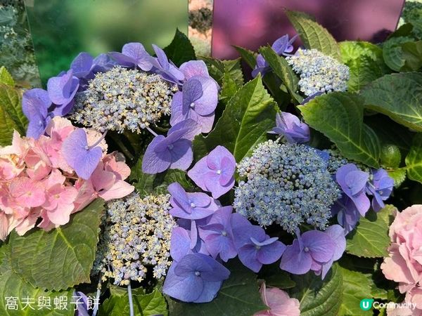 香港好去處 | 賞花 | 維園花展 | 繡球花