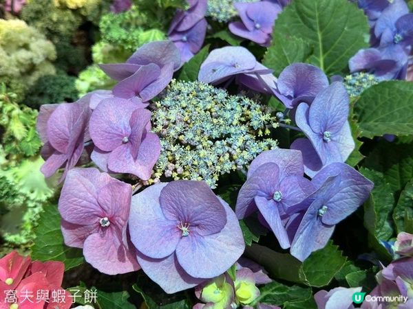 香港好去處 | 賞花 | 維園花展 | 繡球花