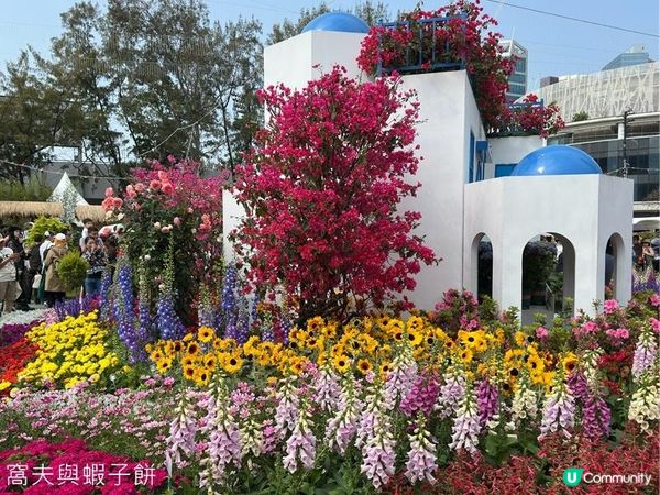 香港好去處 | 賞花 | 維園花展 | 繡球花