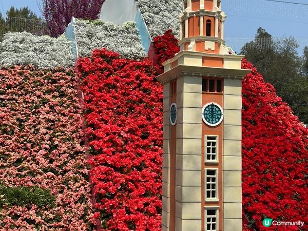 香港好去處 | 賞花 | 維園花展 | 繡球花