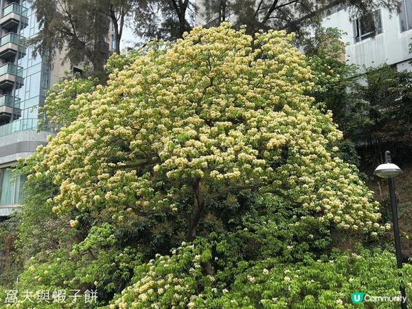 香港好去處 | 復活節賞花(上) | 魚木 | 藍花楹