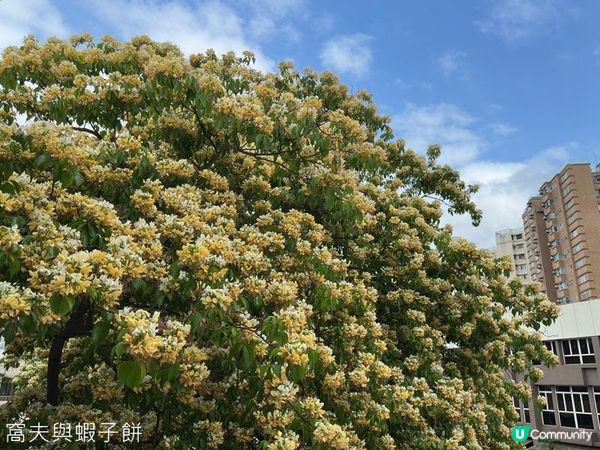 香港好去處 | 復活節賞花(上) | 魚木 | 藍花楹
