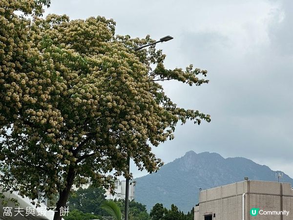 香港好去處 | 復活節賞花(上) | 魚木 | 藍花楹