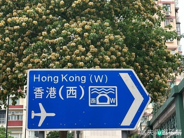 香港好去處 | 復活節賞花(上) | 魚木 | 藍花楹