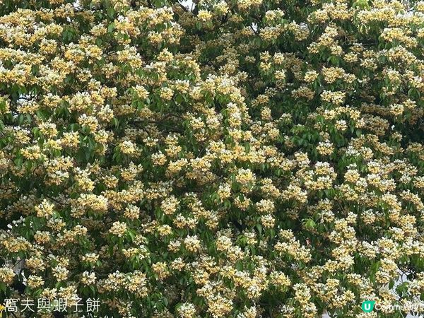 香港好去處 | 復活節賞花(上) | 魚木 | 藍花楹