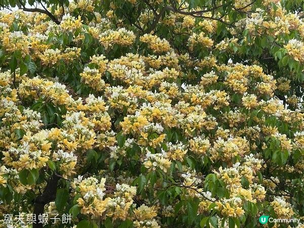 香港好去處 | 復活節賞花(上) | 魚木 | 藍花楹