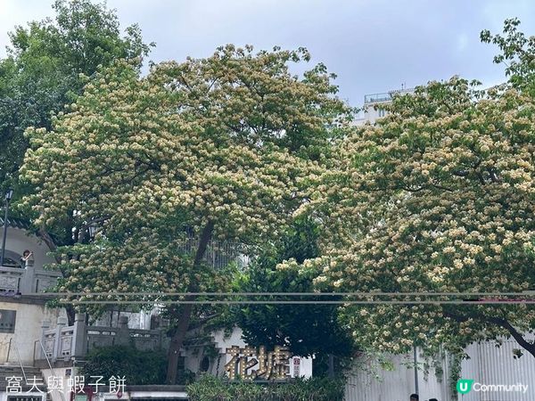 香港好去處 | 復活節賞花(上) | 魚木 | 藍花楹