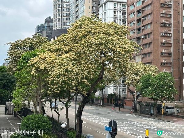 香港好去處 | 復活節賞花(上) | 魚木 | 藍花楹