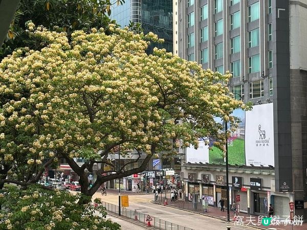 香港好去處 | 復活節賞花(上) | 魚木 | 藍花楹