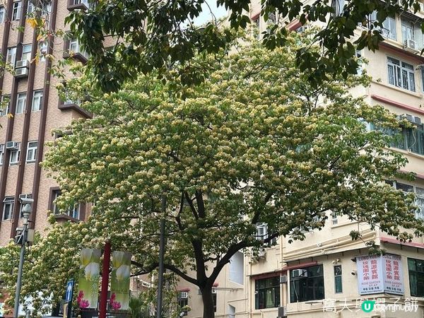 香港好去處 | 復活節賞花(上) | 魚木 | 藍花楹