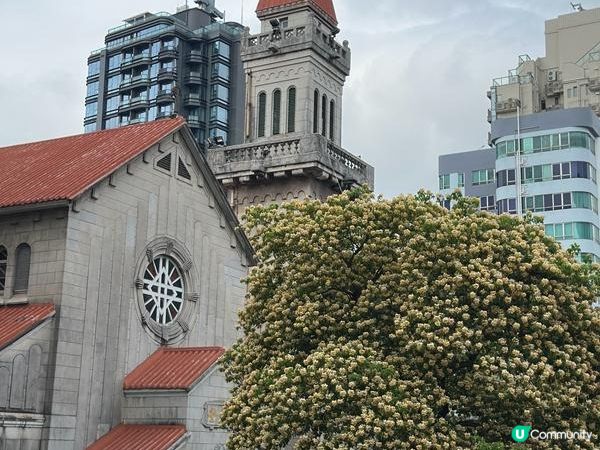 香港好去處 | 復活節賞花(上) | 魚木 | 藍花楹
