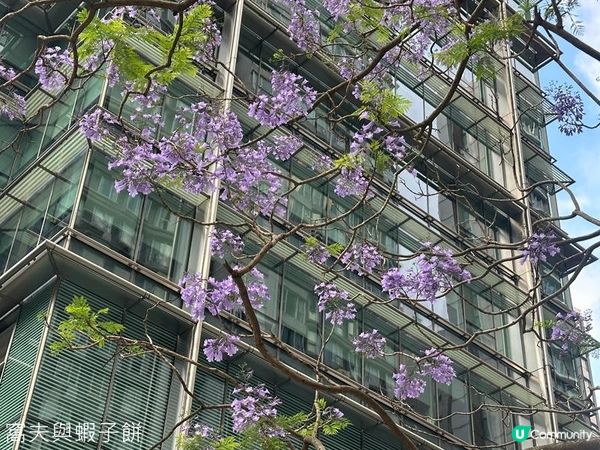 香港好去處 | 復活節賞花(上) | 魚木 | 藍花楹