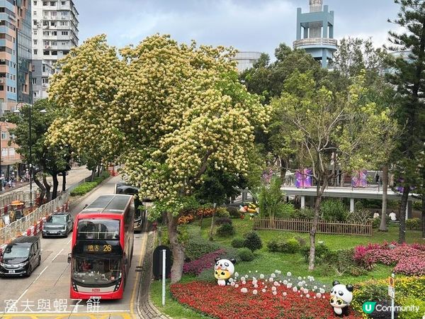 香港好去處 | 復活節賞花(上) | 魚木 | 藍花楹