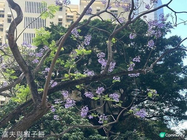 香港好去處 | 復活節賞花(上) | 魚木 | 藍花楹