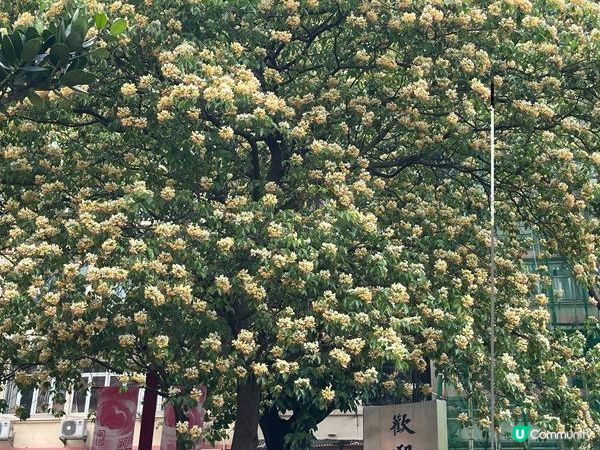香港好去處 | 復活節賞花(上) | 魚木 | 藍花楹