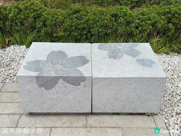 香港好去處 | 復活節賞花(下) | 櫻花 | 魚木 | 首冠藤