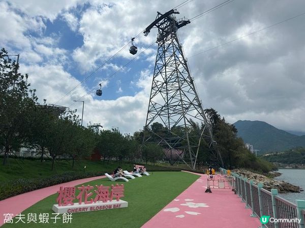 香港好去處 | 復活節賞花(下) | 櫻花 | 魚木 | 首冠藤