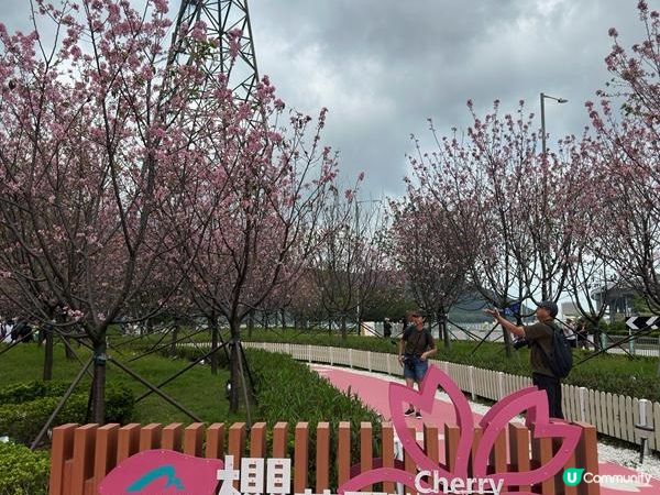 香港好去處 | 復活節賞花(下) | 櫻花 | 魚木 | 首冠藤