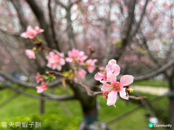 香港好去處 | 復活節賞花(下) | 櫻花 | 魚木 | 首冠藤