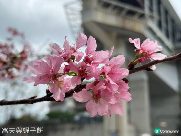香港好去處 | 復活節賞花(下) | 櫻花 | 魚木 | 首冠藤